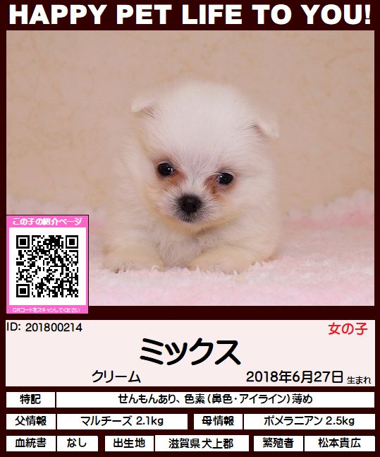 ミックス マルチーズ ポメラニアン ペットショップ Hug ハグ