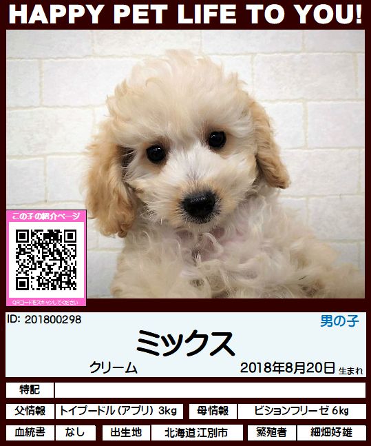 201800298 ミックス（トイプードル×ビションフリーゼ） - ペット