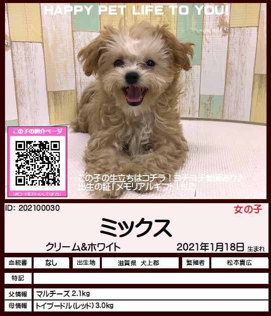 ミックス マルプー ペットショップ Hug ハグ