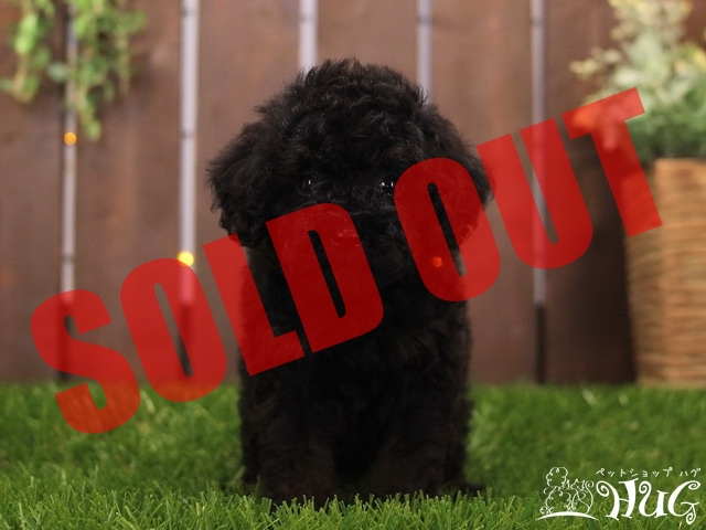 ブラックプードル様専用 UNTITLED グレー 4 トイプードル 【2021年8月4