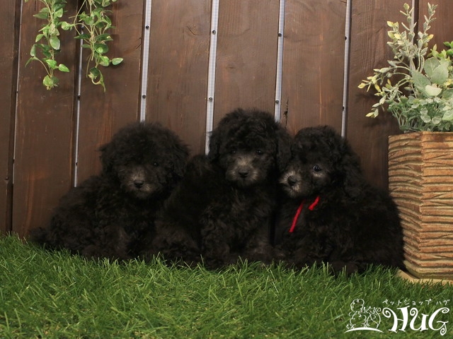 里親さん募集】トイプードル｜男の子（あずき）・0歳【ブリーダー